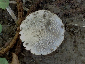Forse � una Amanita